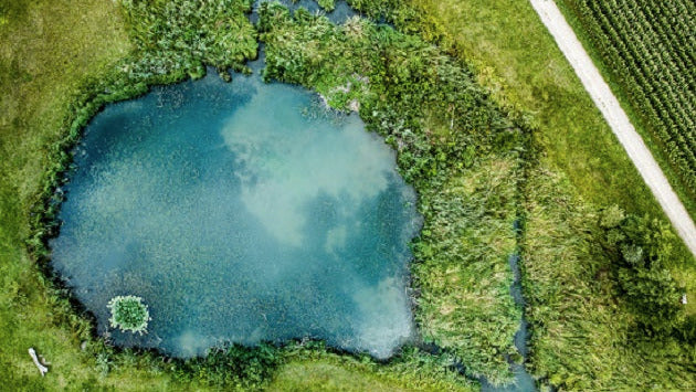 Algae-Based Biofertilizer from Runoff Water