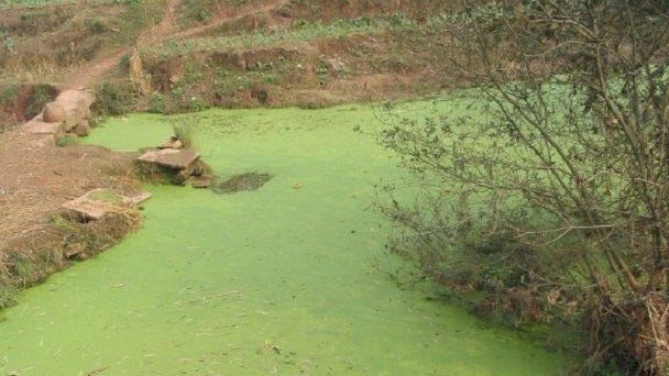 Worldwide, Phosphorus Pollution Reaching Dangerous Levels