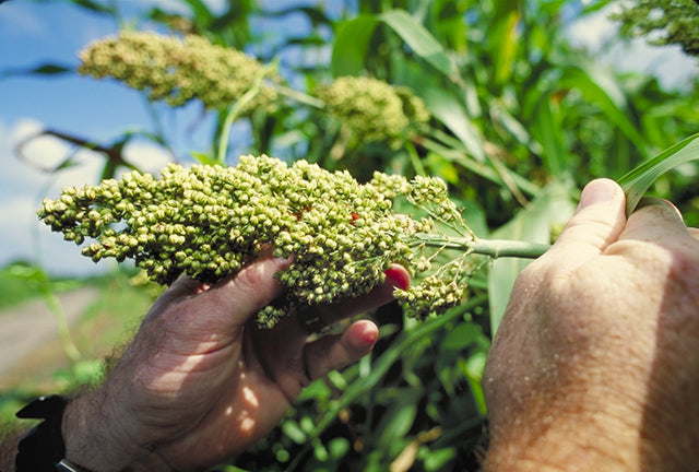 Drought, Sorghum, and a Double Poisoning Risk
