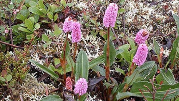 Polygonum bistorta, a pink flowering plant found in arctic tussock tundra, used in nitrate uptake research