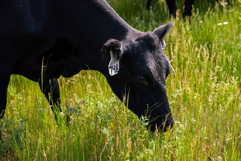 cow grazing in a field