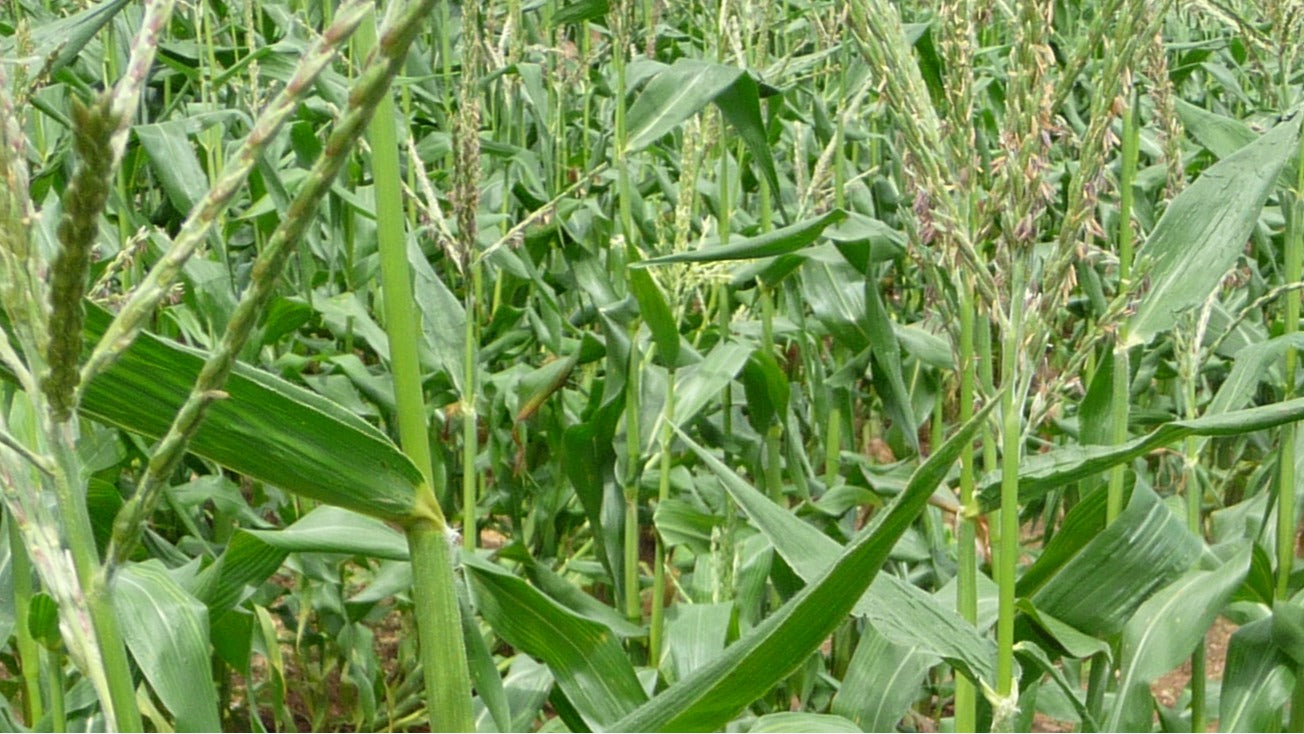 For Agriculture