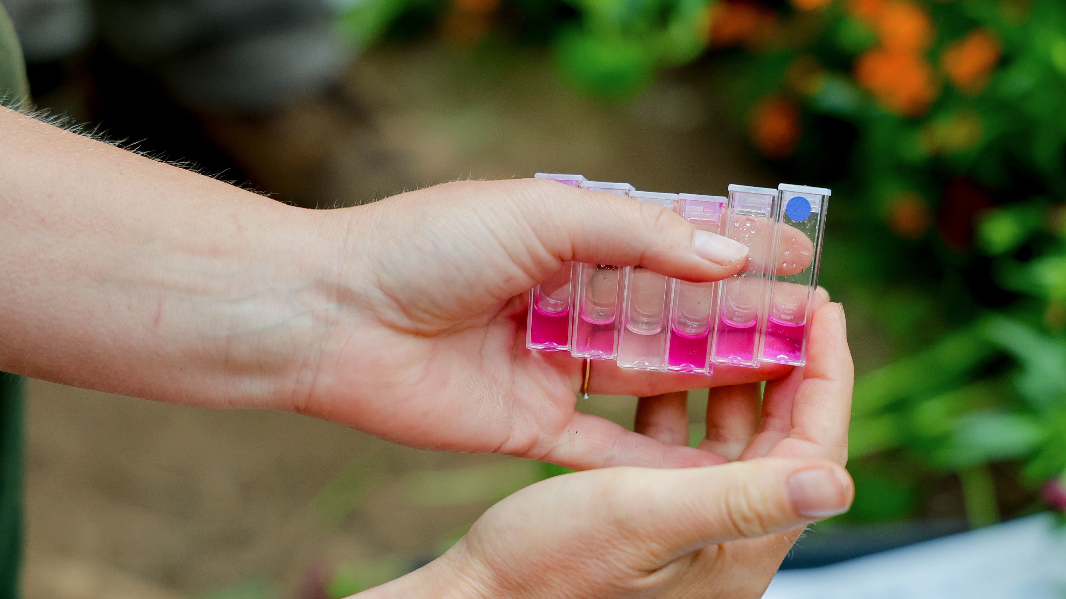 Hands hold cuvettes which contain liquid of varying shades of pink