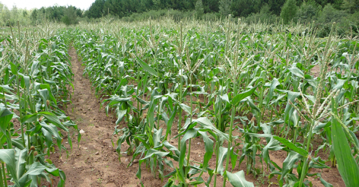 <a href="/corn-hybrids-variability-creates-uncertainty-about-future-yields">Corn hybrids: variability creates uncertainty about future yields.</a>